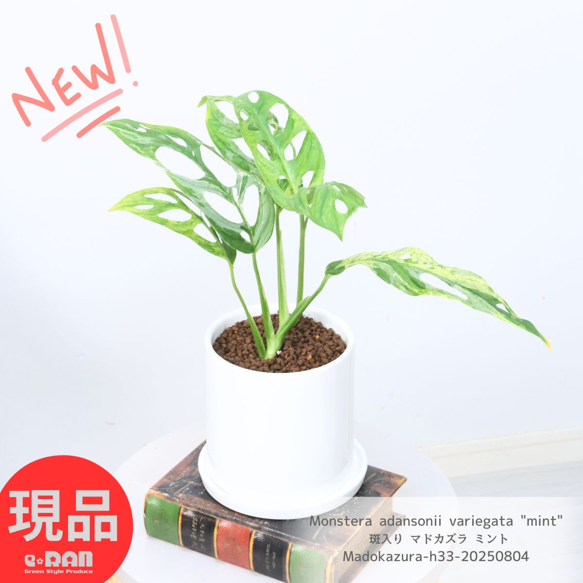 楽天市場】斑入り モンステラ 6号サイズ 鉢植え 観葉植物 斑入り葉が