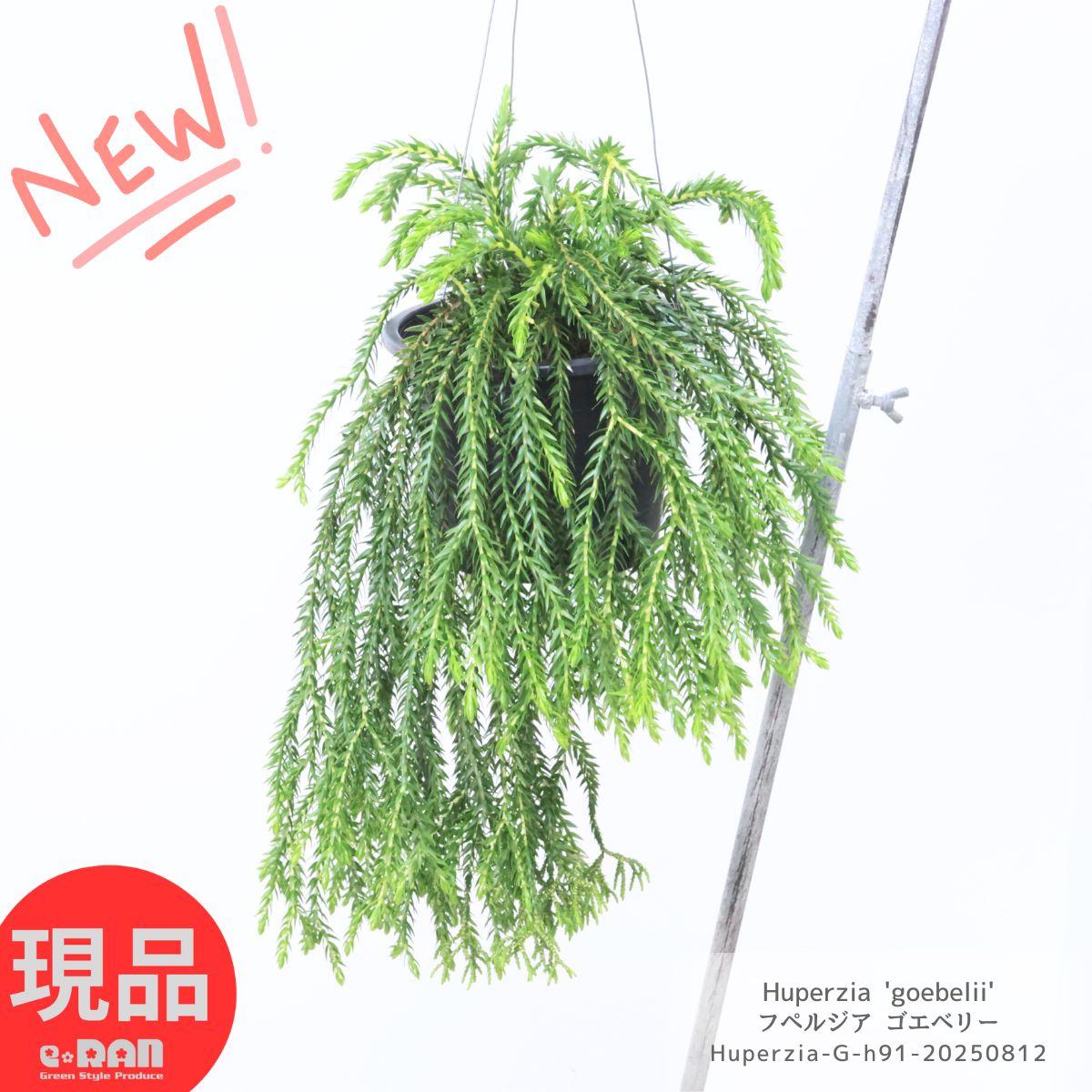 現物「フペルジア・ゴエベリー 吊り」５号　Huperzia goebelii 現物「フペルジア・ゴエベリー 吊り」5号 Huperzia goebelii