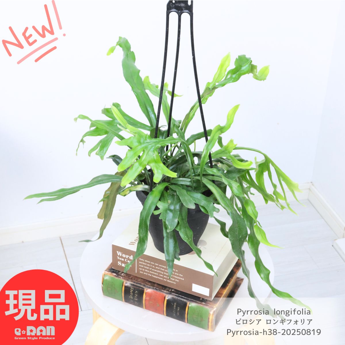 楽天市場】観葉植物：ピロシア ロンギフォリア*8号吊り 現品をお届け