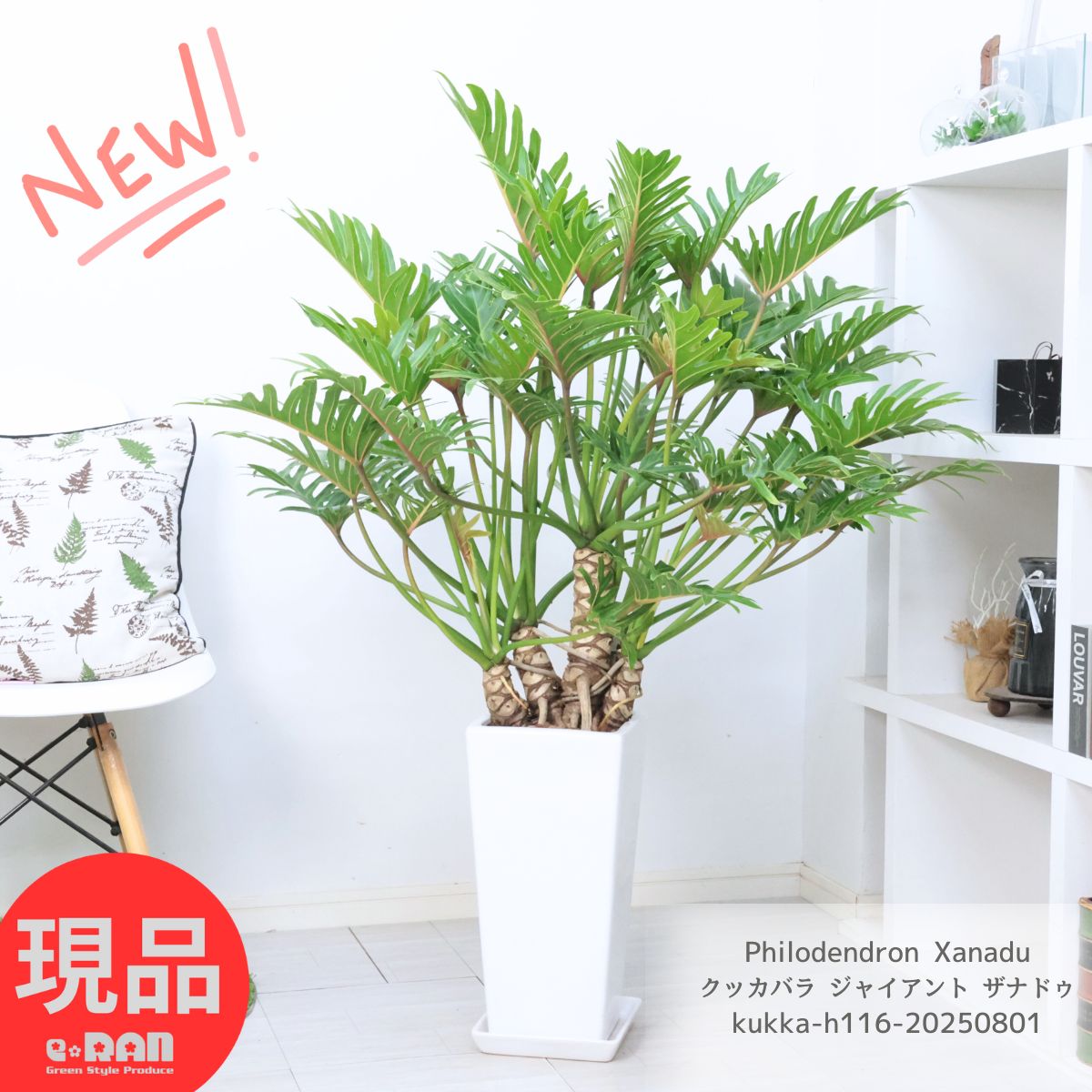 楽天市場】PLANCHU 観葉植物 フィロデンドロン クッカバラ 8号鉢
