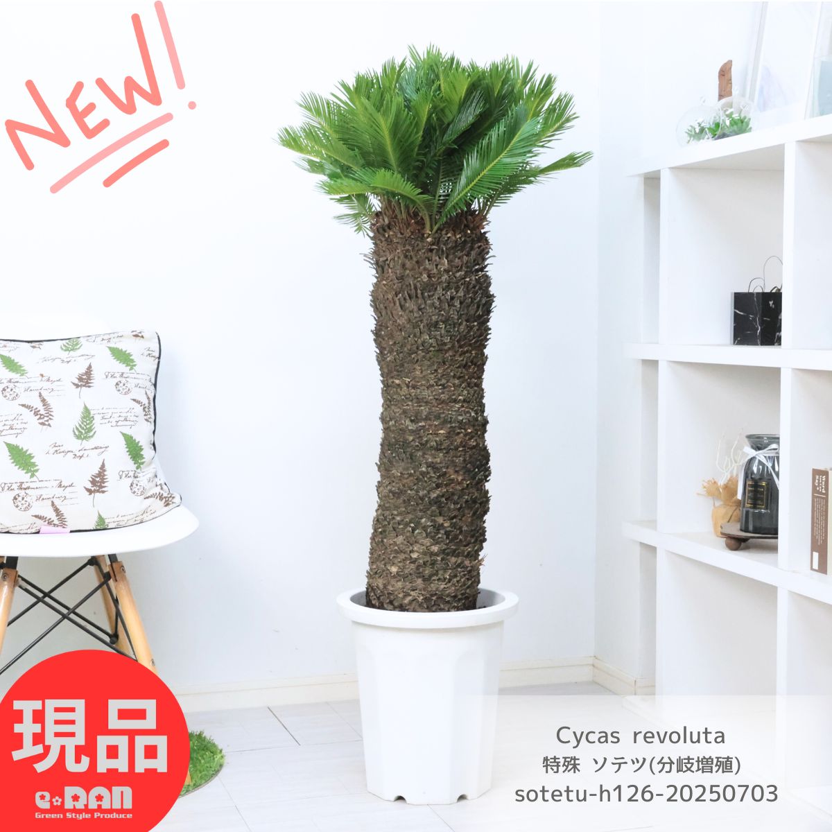 楽天市場】現品 観葉植物 ソテツ 蘇鉄 10号鉢苗 大型種類 大きい