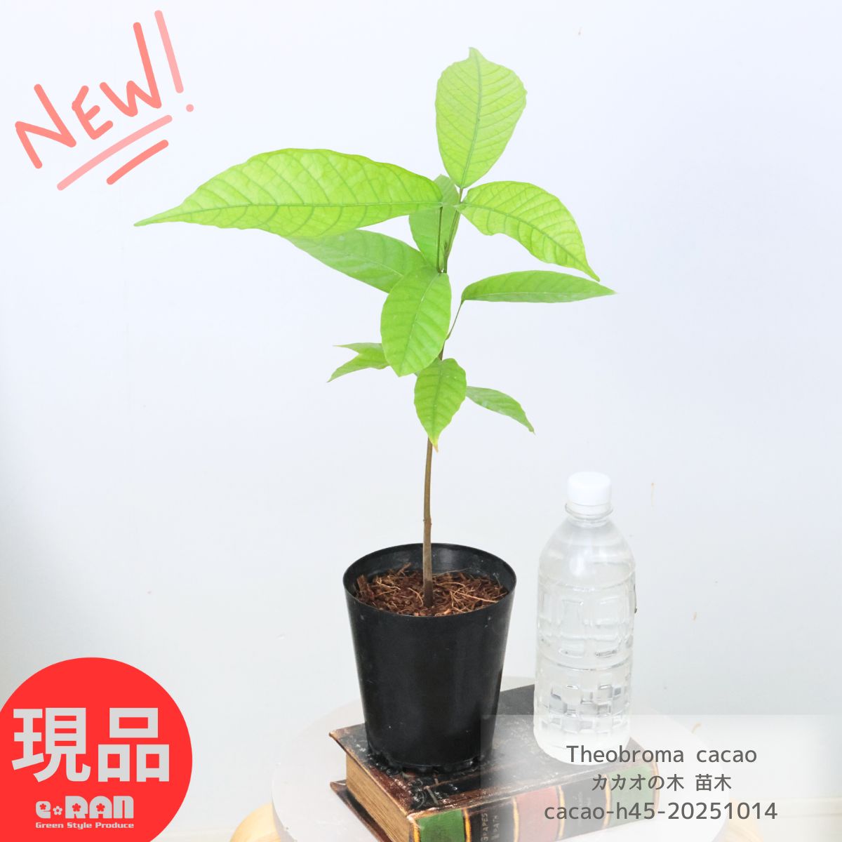 希少　カカオ苗木　チョコレートの木 希少カカオ苗木チョコレートの木