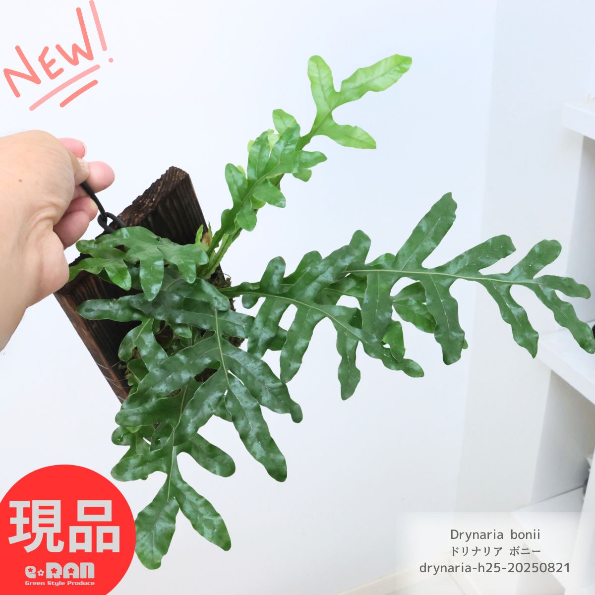 Pyrrosia longifolia ピロシア ロンギフォリア ピロシア ロンギフォリア クリスタータ｜458 Pyrrosia