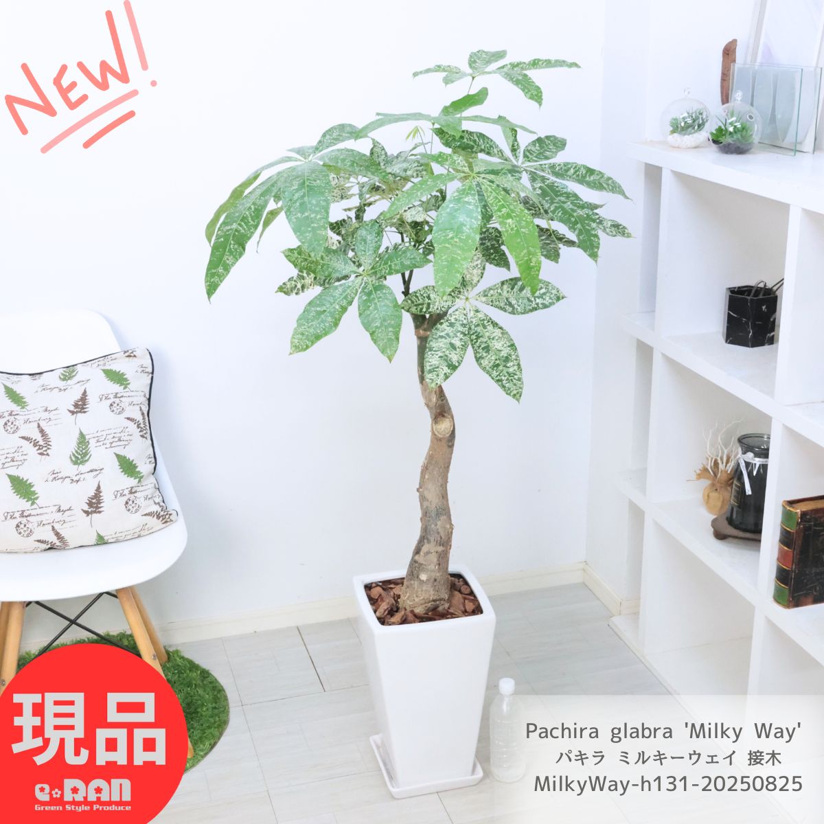 楽天市場】観葉植物 斑入りパキラ ミルキーウェイ 5号鉢 パキラ