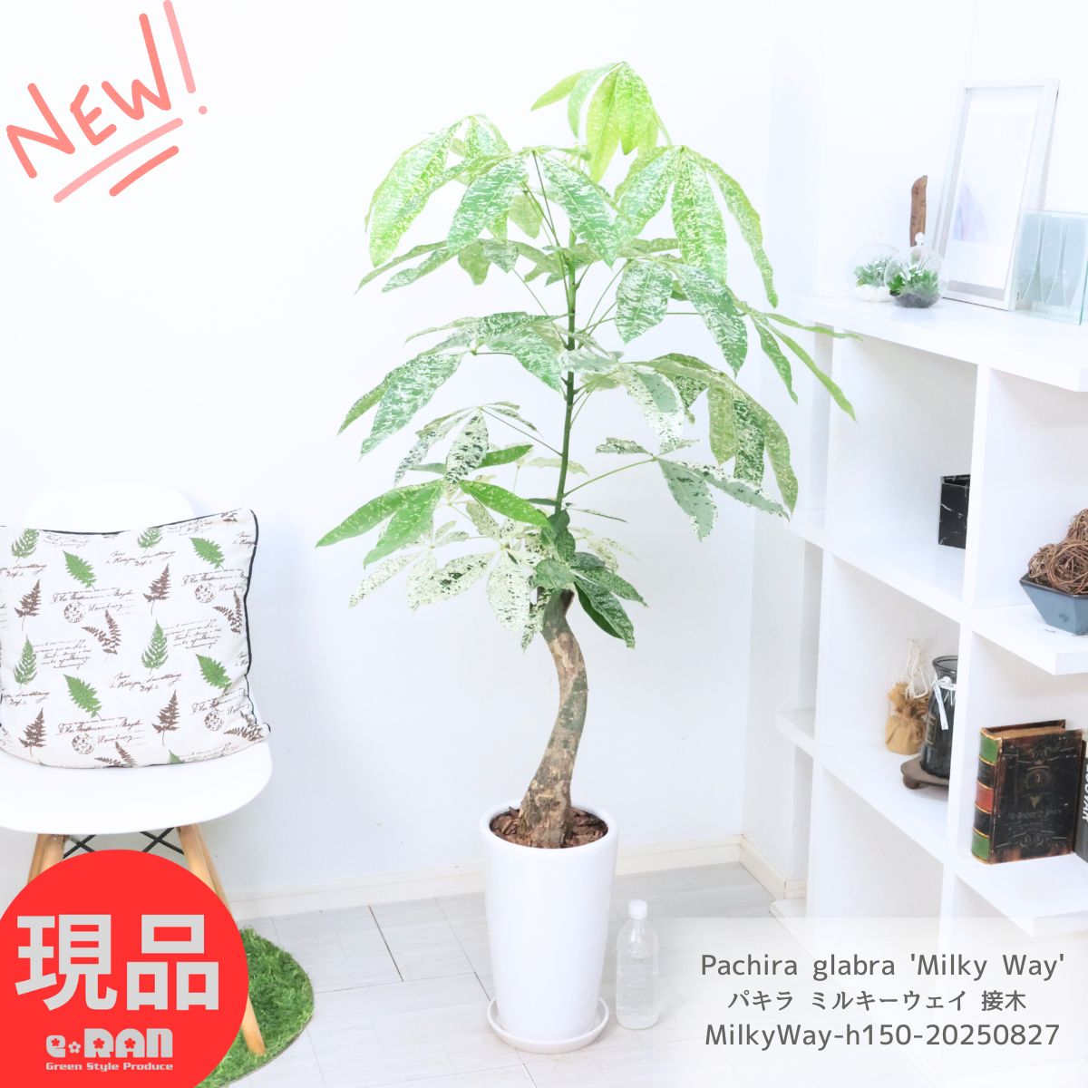 楽天市場】観葉植物 斑入りパキラ ミルキーウェイ 5号鉢 パキラ