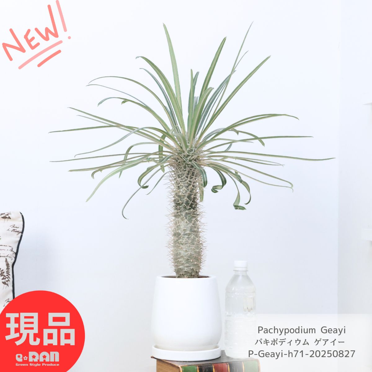 パキポディウム　レウコキサンツム　実生5年目　恵比寿笑い　塊根植物 このレウコキサンツム実生苗、ますます怪しいな～: 仙人の12ヶ月