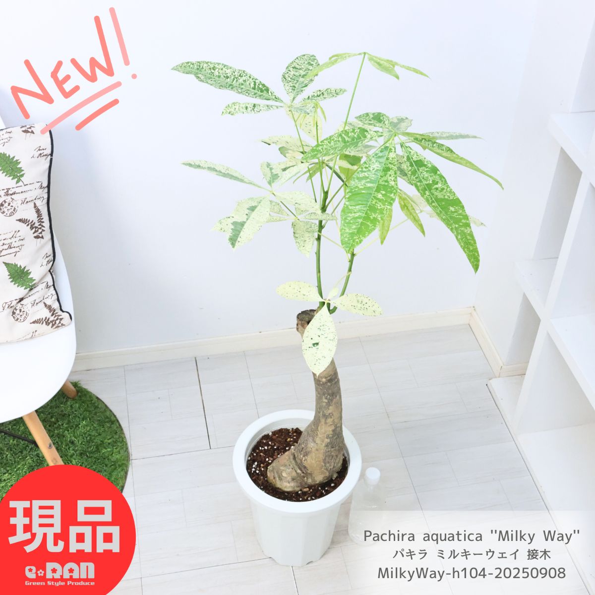 楽天市場】観葉植物 斑入りパキラ ミルキーウェイ 5号鉢 パキラ 送料