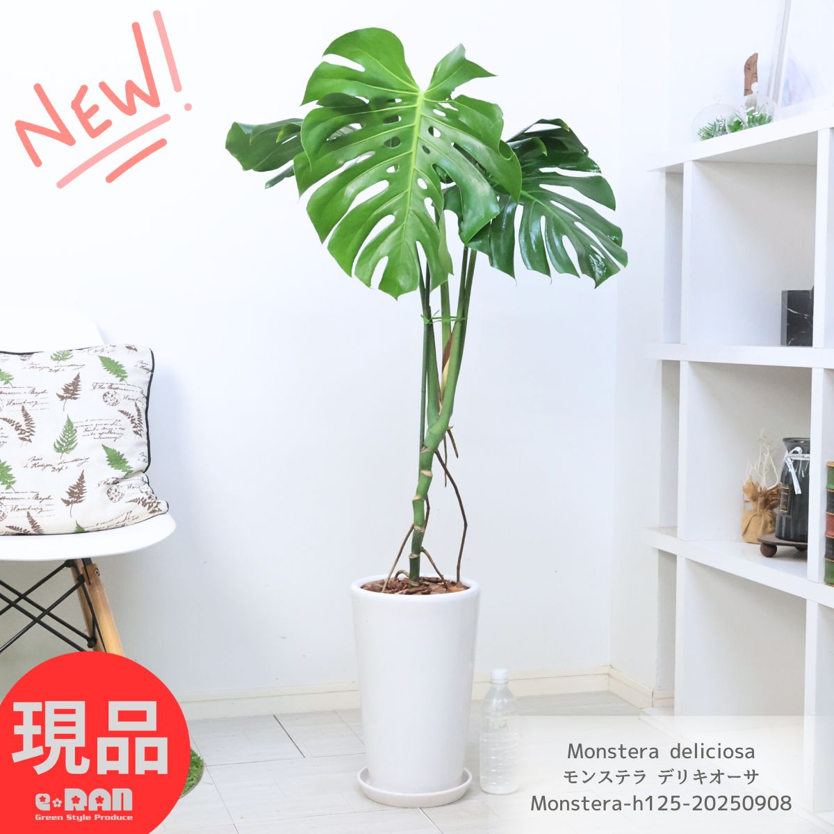楽天市場】観葉植物 大型 モンステラ・デリシオーサ（根上がり