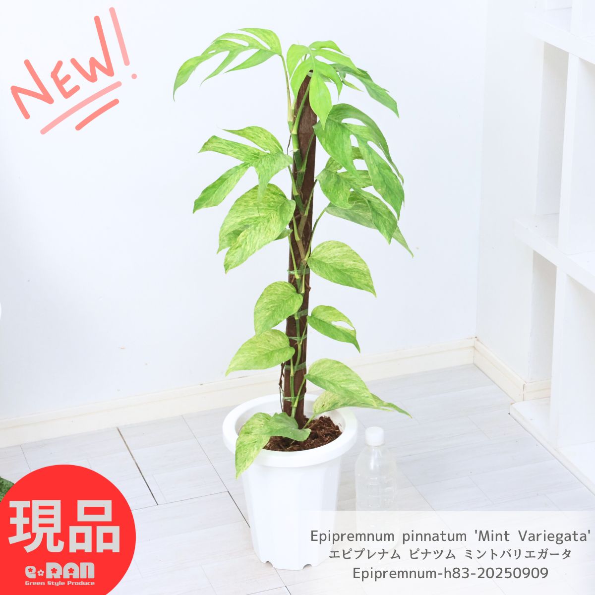 希少 エピプレナムピナツム ミント バリエガータ 楽天市場】おしゃれ 観葉植物：エピプレナム ピナツム