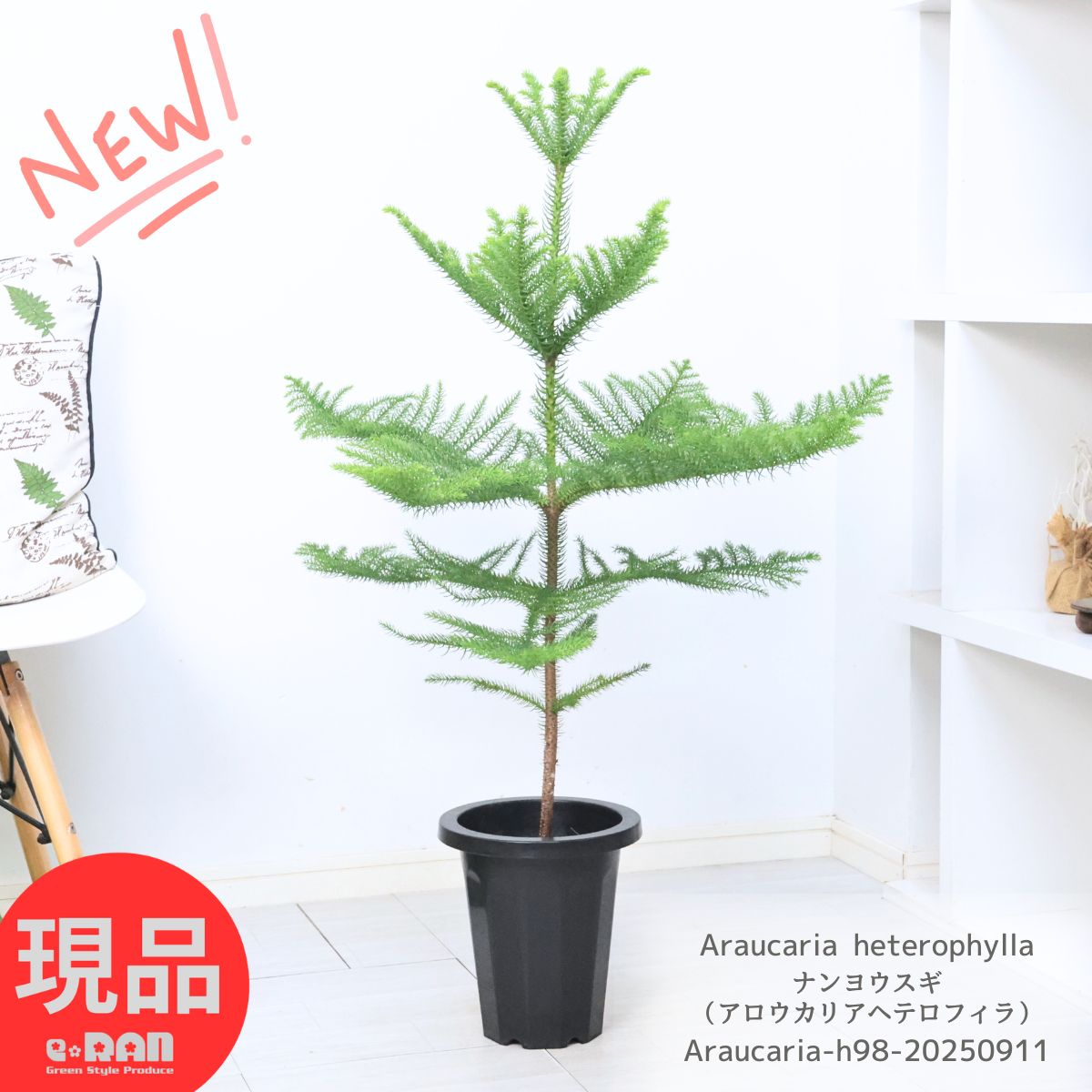 楽天市場】【現品発送】ナンノロプス アラビカシルバー（耐寒性