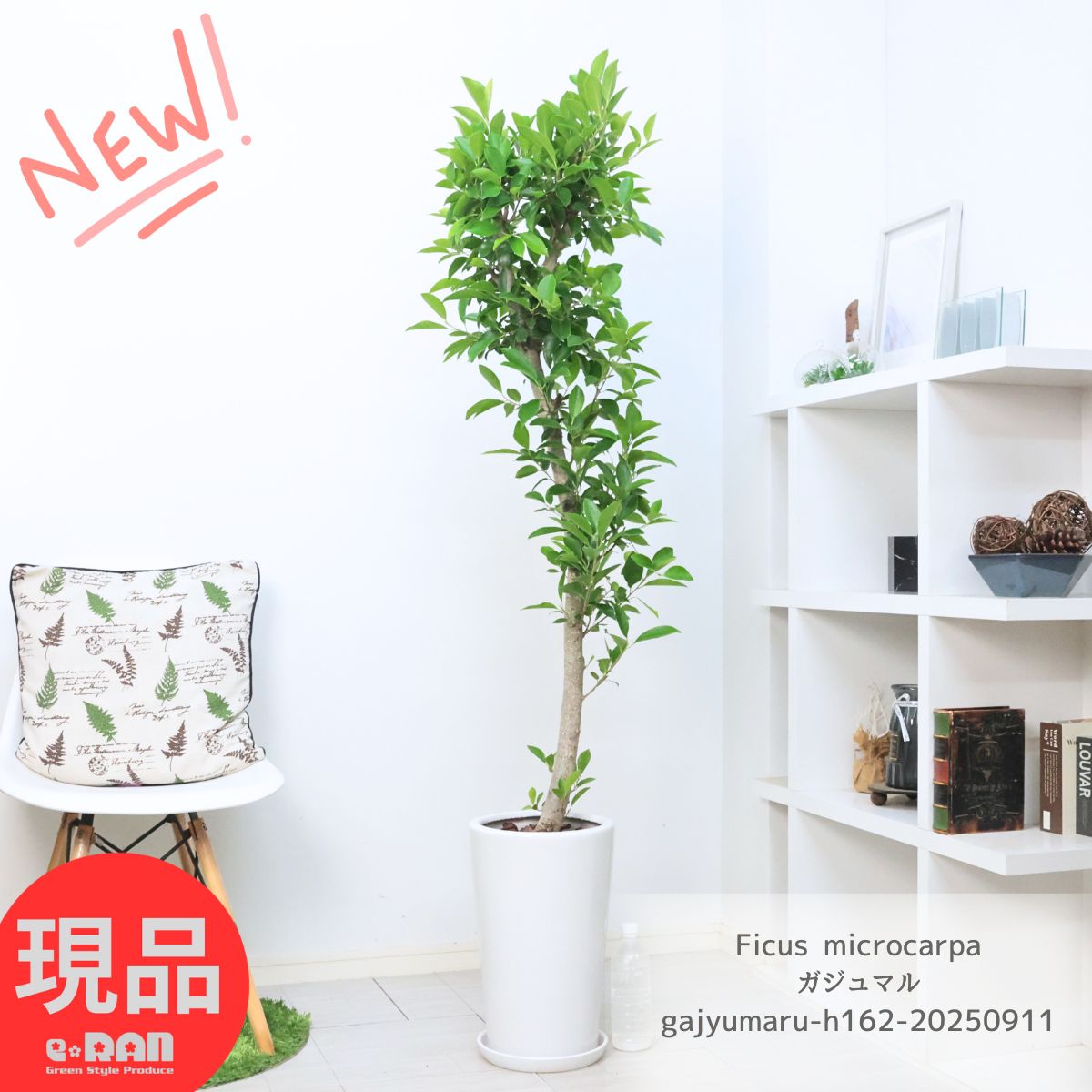 現品　ガジュマル　パンダガジュマル　コパンダガジュマル　30番　希少　観葉植物 dショッピング |【希少植物】【お試し】 ガジュマル（パンダ） 4