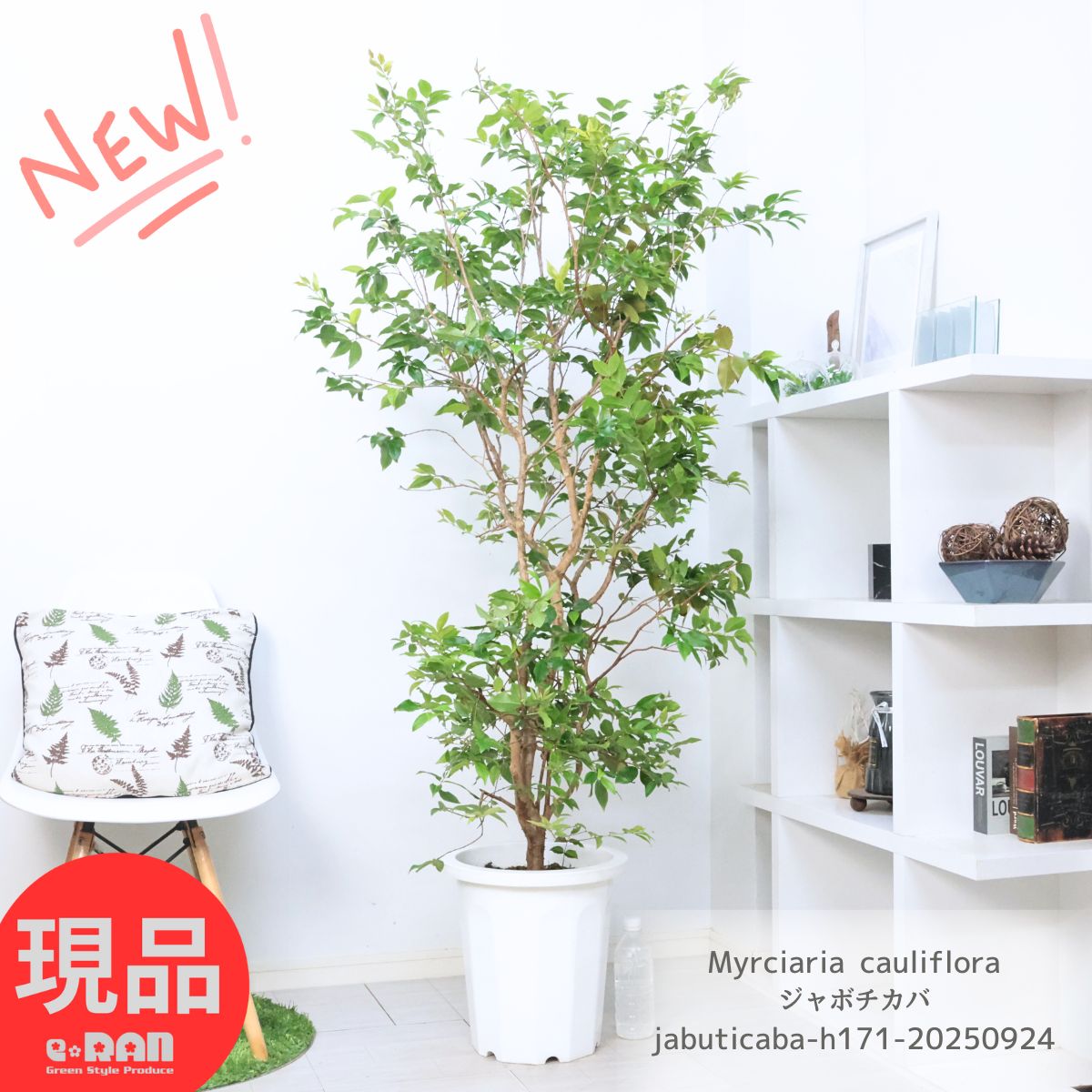 【希少】ジャボチカバ　布蘭卡（ブランカ）　接ぎ木苗 希少】ジャボチカバ 布蘭卡（ブランカ） 接ぎ木苗 - メルカリ