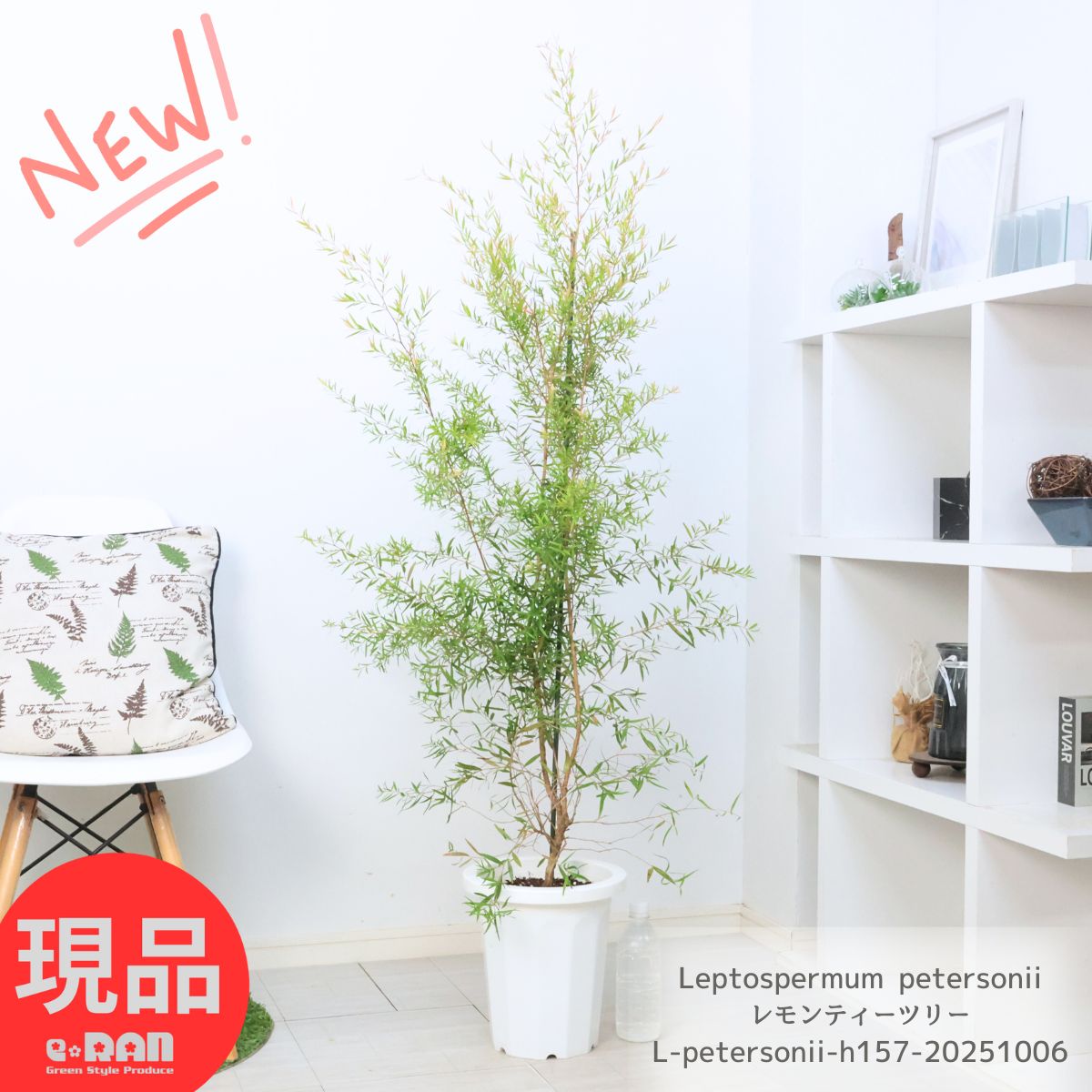 Pyrrosia longifolia ピロシア ロンギフォリア 観葉植物：ピロシア ロンギフォリア*8号吊り 現品をお届け