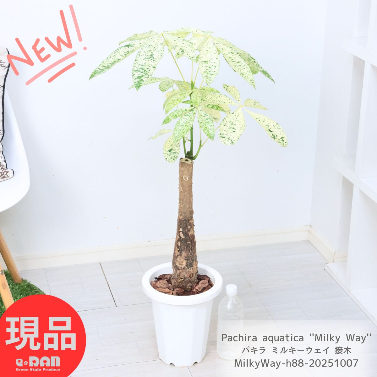 楽天市場】観葉植物 斑入りパキラ ミルキーウェイ 5号鉢 パキラ 送料