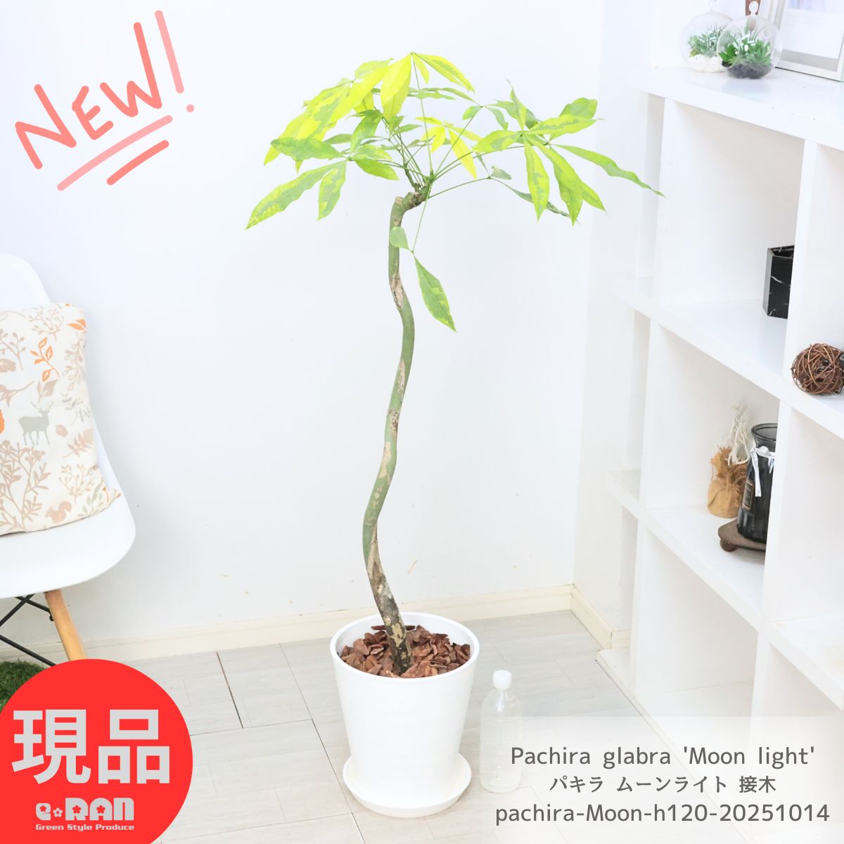 パキラ ムーンライト 6号鉢 パキラ：ムーンライト 6号鉢植え24-02 の通販 | 園芸ネット