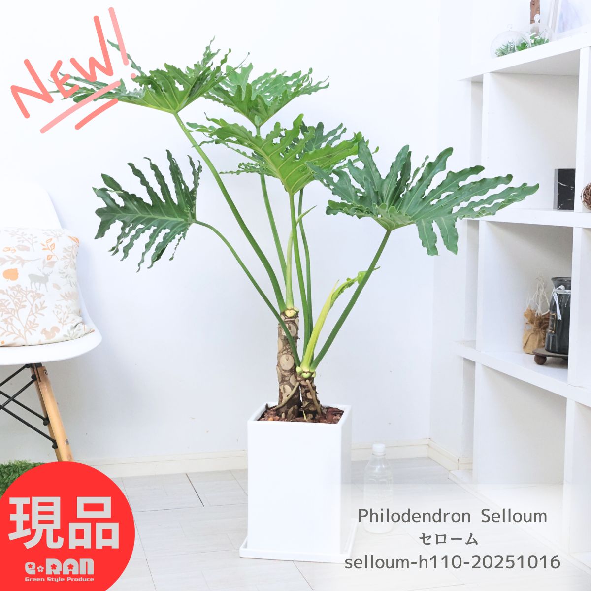 楽天市場】【選べる現品発送】 入手困難な幹上がり クッカバラ