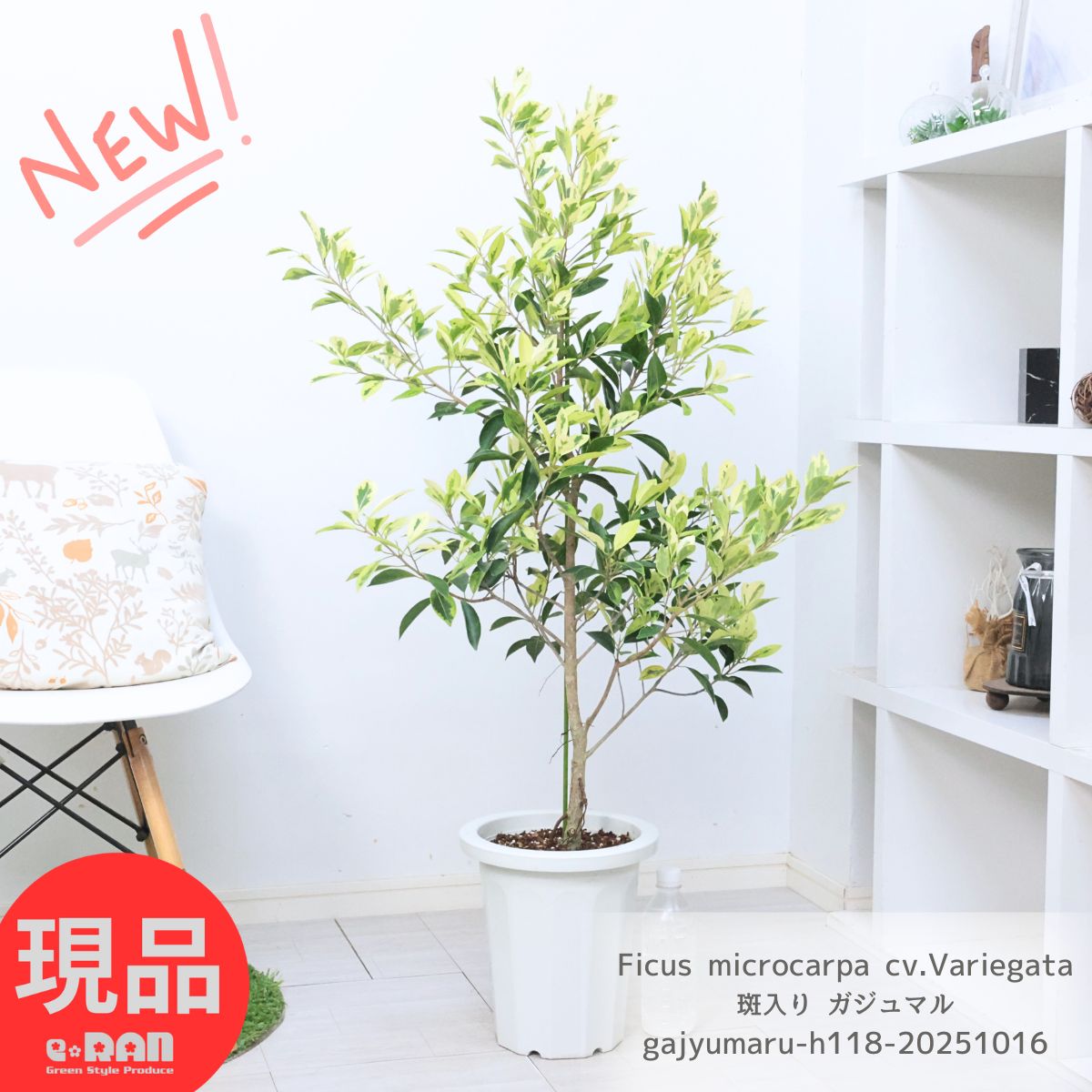 超美形樹形☆！希少種品種！☆実がたくさん『新品種！オリーブ 超美形