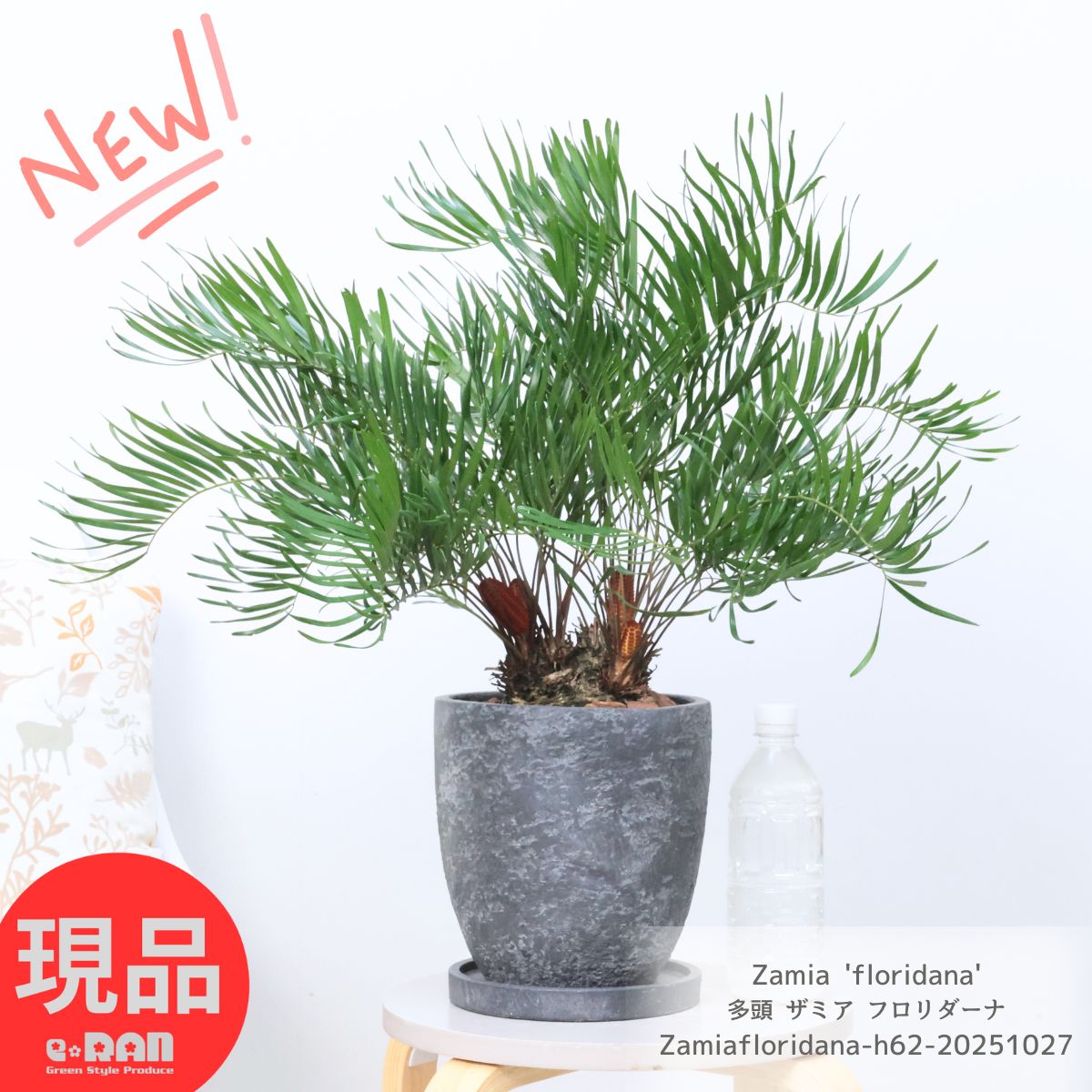 楽天市場】【観葉植物】 ザミア フロリダーナ 8号 大型大株 分岐 多頭