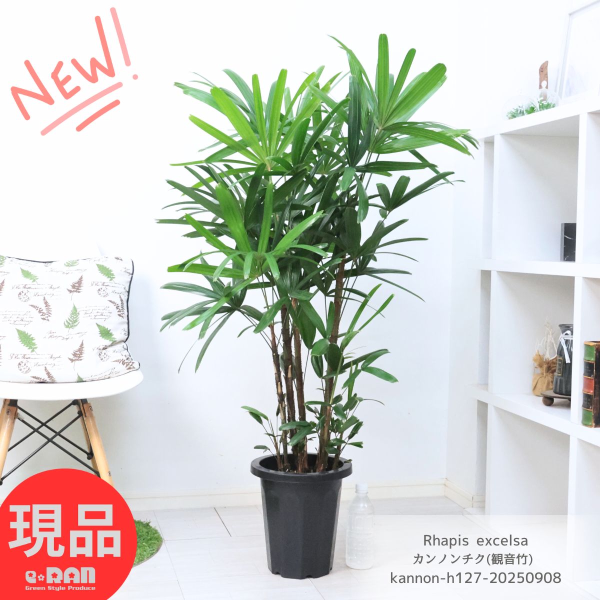 楽天市場】観音竹 乙姫 8号鉢 全高約95cm 陶器 カンノンチク