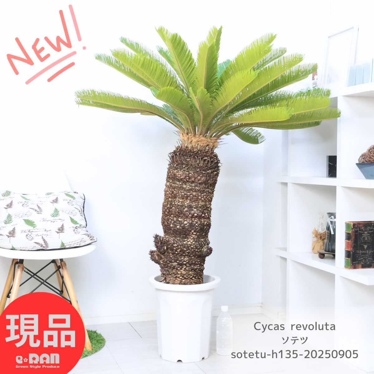 楽天市場】現品 観葉植物 ソテツ 蘇鉄 10号鉢苗 大型種類 大きい