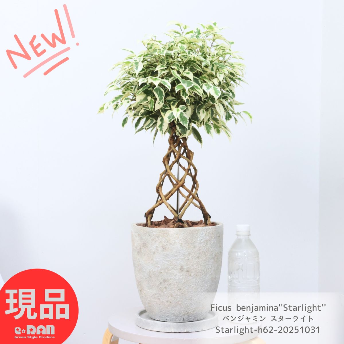 大株 フィロデンドロン ジャイアントザナドゥ クッカバラ 幹上がり 幹立ち 大株 フィロデンドロン ジャイアントザナドゥ クッカバラ 幹上がり 幹