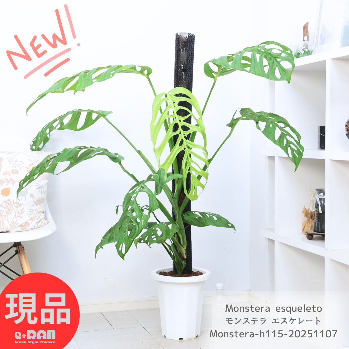 超希少❗️モンステラ　エスケレート✨ 楽天市場】希少！ モンステラ エスケレート 6号鉢 Monstera esqueleto