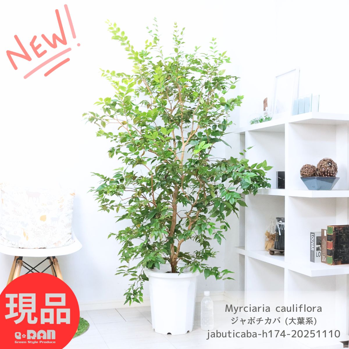 楽天市場】ホワイトジャボチカバ 【ブランカメル】 2号ポット苗 実生