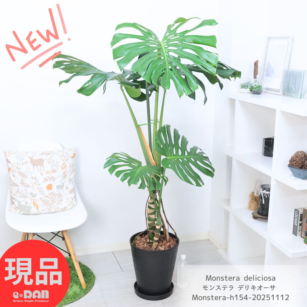 楽天市場】観葉植物 大型 モンステラ・デリシオーサ（根上がり仕立て