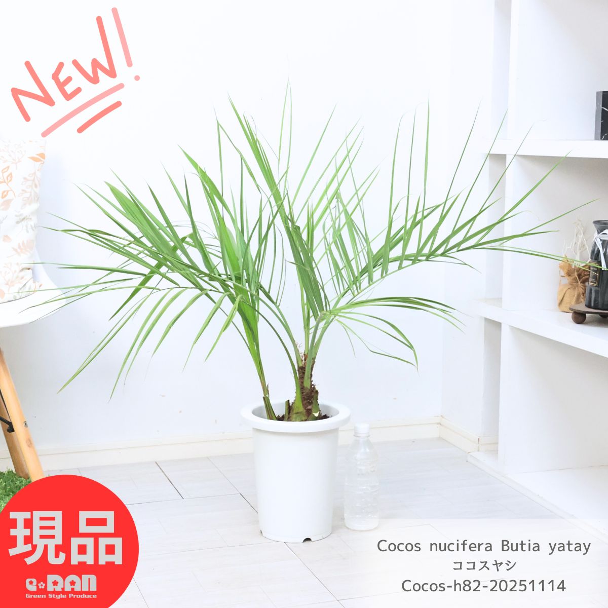 楽天市場】高品質 ココスヤシ 苗 ポットタイプ 10.5〜12cmポット 3