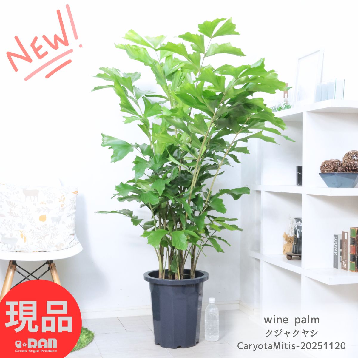 【現品】ビスマルキア・ノビリス　椰子　ヤシ　8号　Ⅱ 現品】ビスマルキア・ノビリス 椰子 ヤシ 8号 Ⅱ - メルカリ