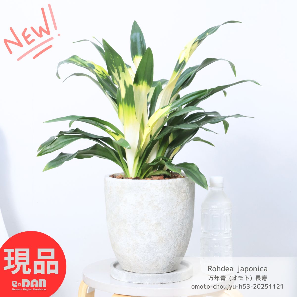 観葉草木の夏準備することと甲斐甲斐しいな育て方 花・ガーデン・DIY-観葉植物-花・観葉植物