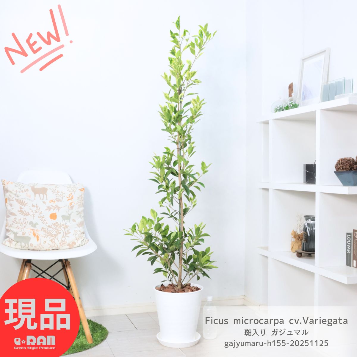 楽天市場】PLANCHU 観葉植物 ガジュマル 太幹 7号樹脂鉢 ホワイト