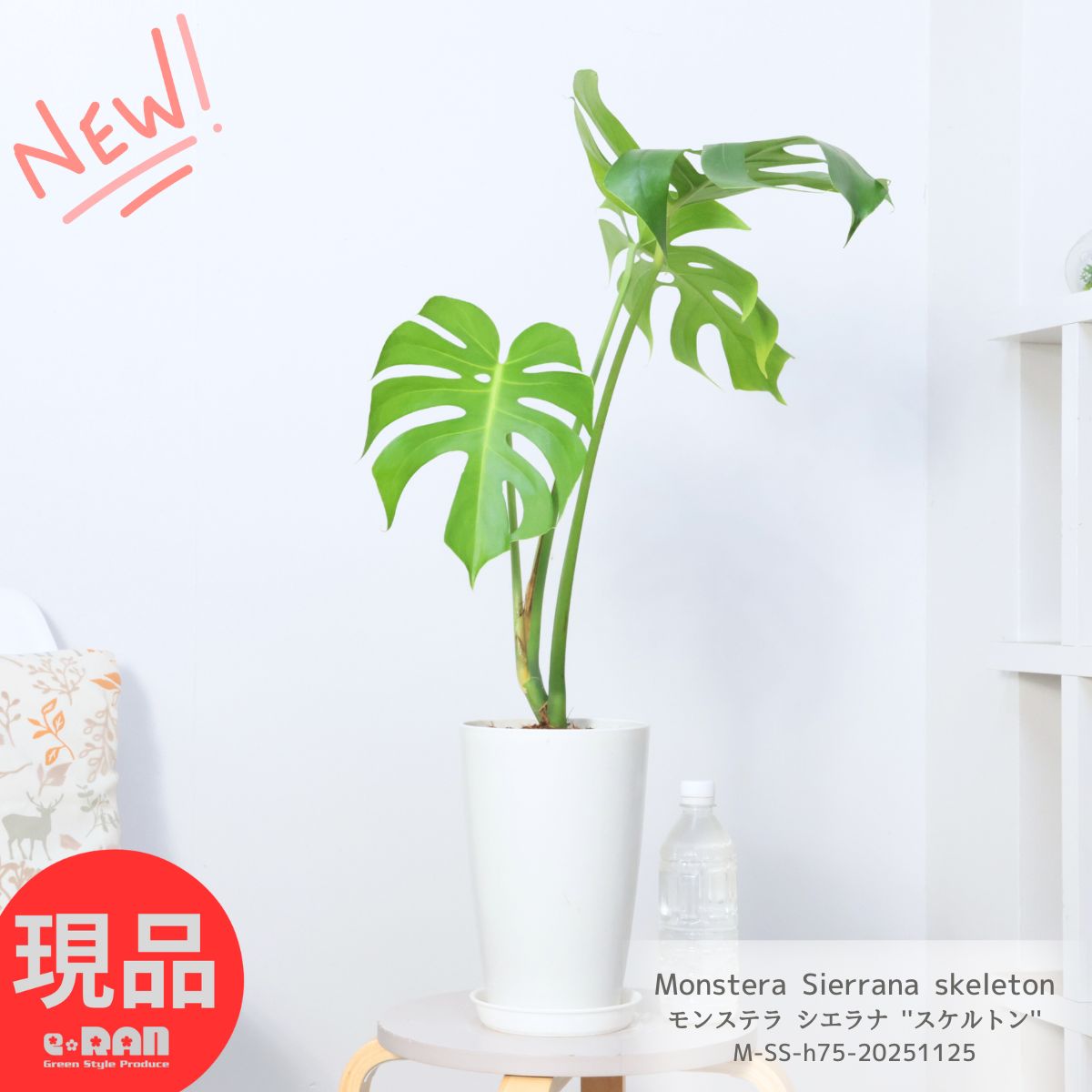 楽天市場】希少！ モンステラ エスケレート 6号鉢 Monstera esqueleto