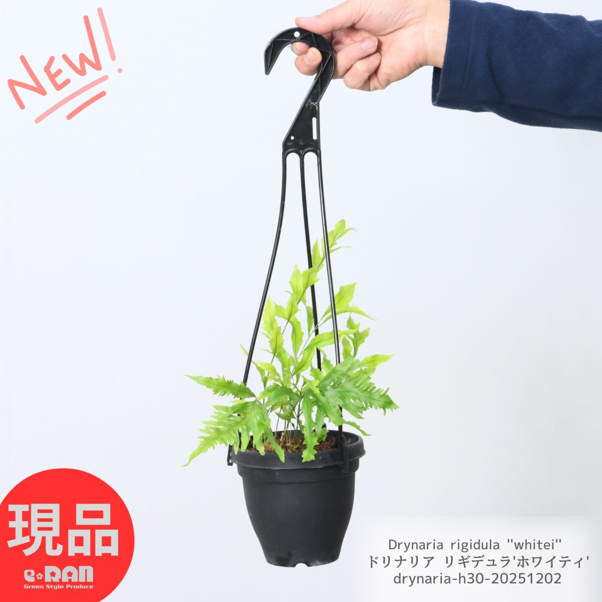 楽天市場】＼ポイント5倍／観葉植物 希少シダ ピロシア ロンギフォリア