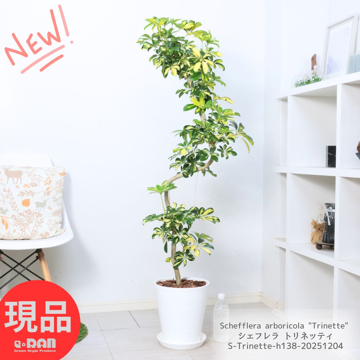 楽天市場】＼ポイント5倍／観葉植物 希少種 斑入り 大株 ドラセナ JT