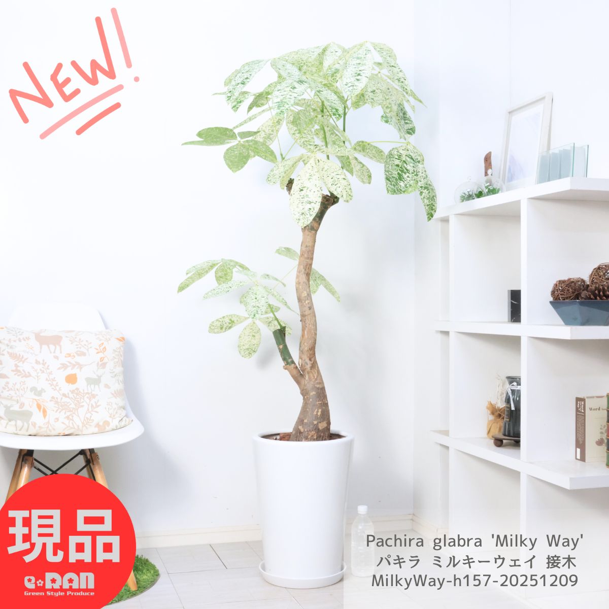 楽天市場】観葉植物 斑入りパキラ ミルキーウェイ 5号鉢 パキラ 送料