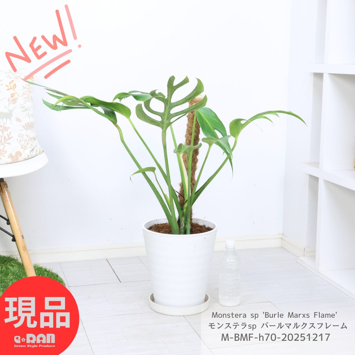 楽天市場】モンステラ 『バールマルクスフレーム』 希少品種 切れ込み