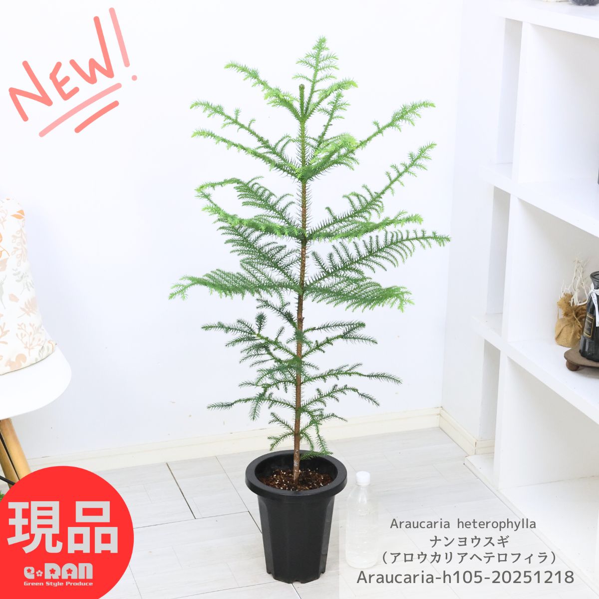 BRUCE　ナンノロプス　アラビカシルバー　9号鉢つき BRUCE様専用 ナンノロプス アラビカシルバー 9号鉢つき