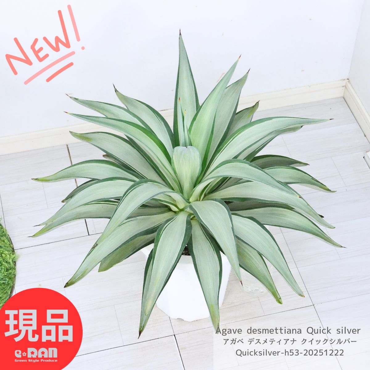 楽天市場】【観葉植物】アガベ ウェベリー 7号 大型大株 ドライ