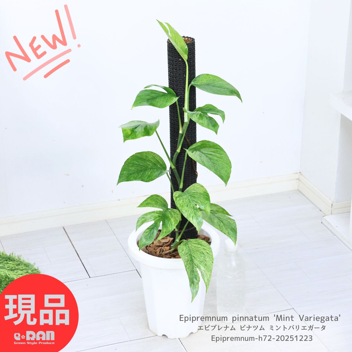 楽天市場】観葉植物 エピプレナム ピナツム ミント(斑入り) 3号ポット