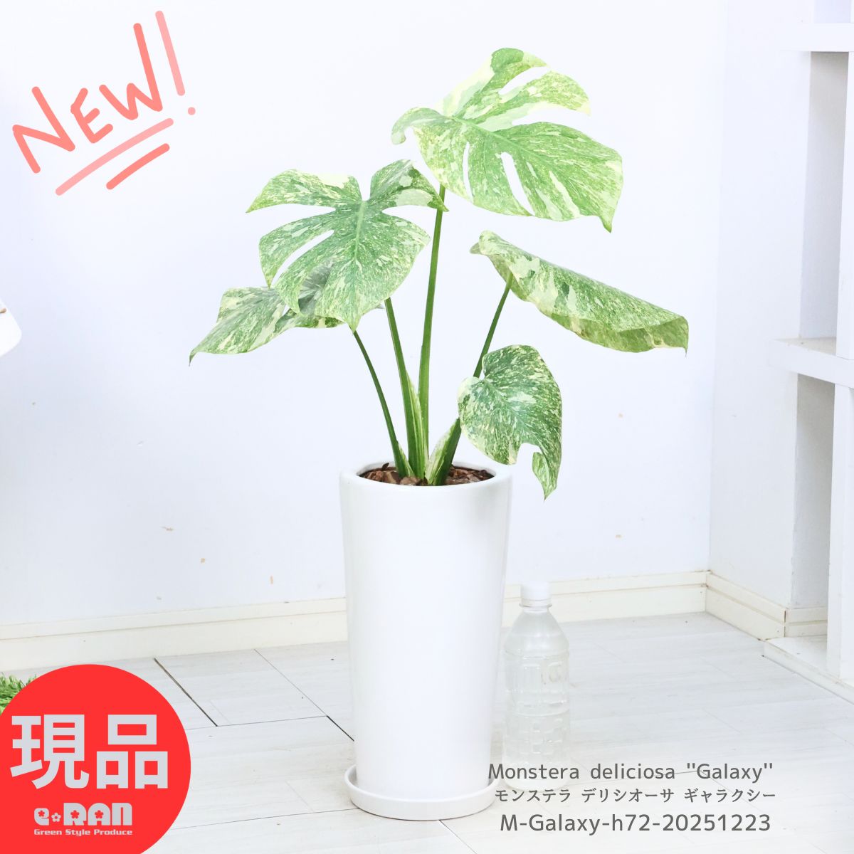 楽天市場】＼ポイント5倍／観葉植物 希少 入手困難 モンステラ