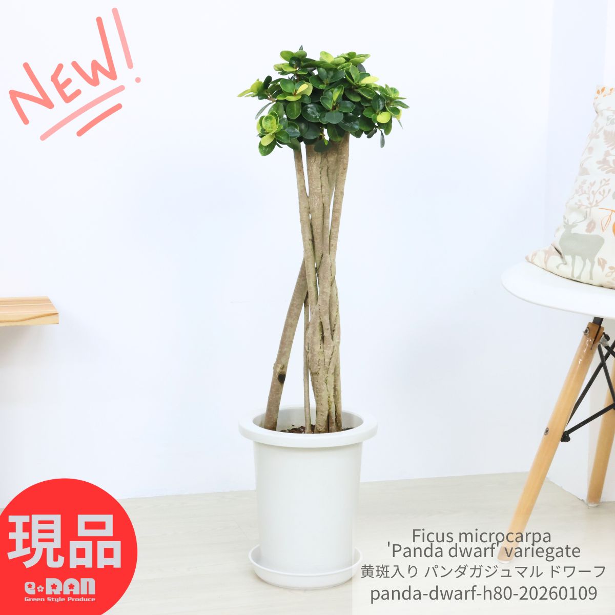 観葉草木の虫打つ手