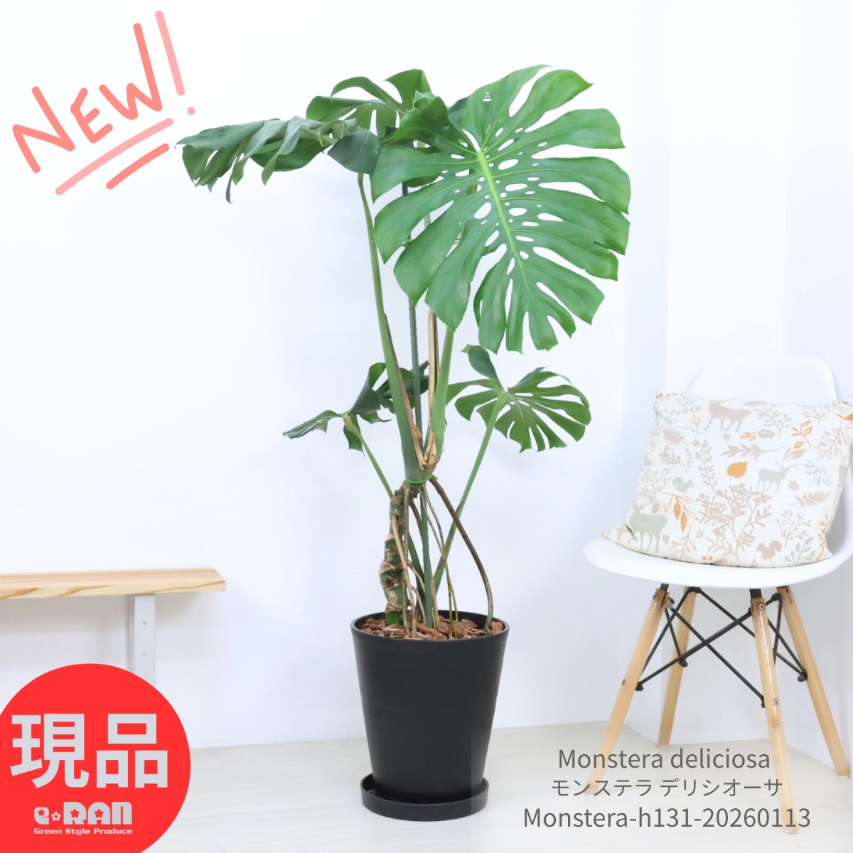 楽天市場】観葉植物 大型 モンステラ・デリシオーサ（根上がり仕立て