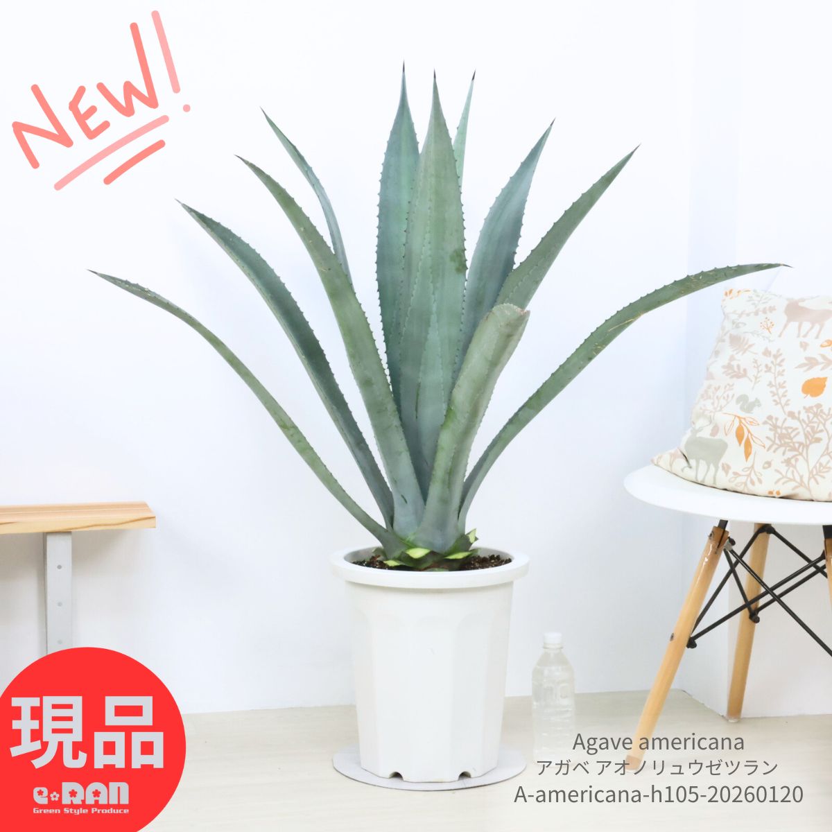 楽天市場】【観葉植物】アガベ ウェベリー 7号 大型大株 ドライ