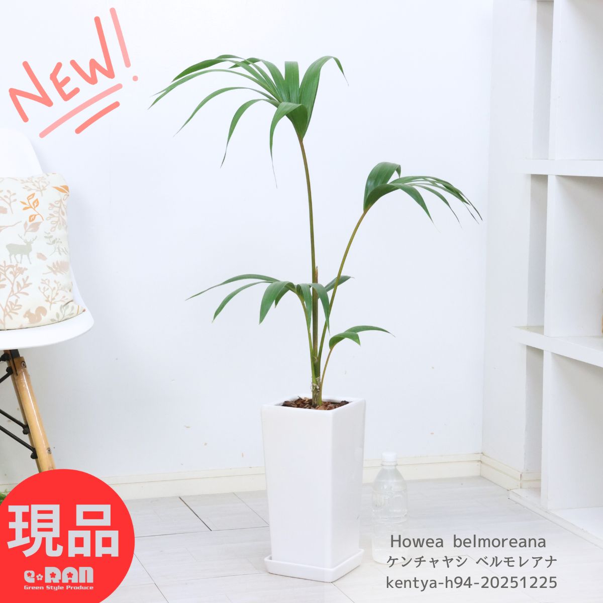 観葉植物 希少種 ケンチャヤシ ベルモレアナ 高さ約94cm 陶器鉢 白 観葉植物 ヤシの木 ホウエア ベルモレアナ Howea belmoreana 南国情緒あふれる優雅なヤシ 耐寒性 耐陰性 椰子 富貴椰子 お洒落な観葉植物 育てやすい植物【現品発送】