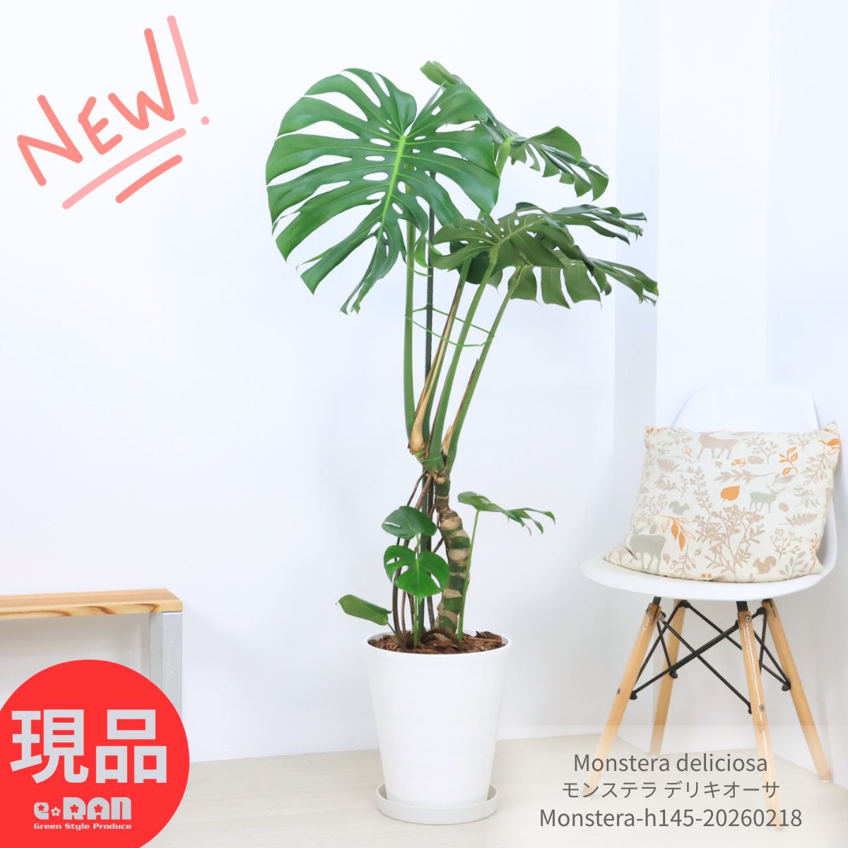 楽天市場】観葉植物 希少 入手困難 モンステラ デリシオーサ