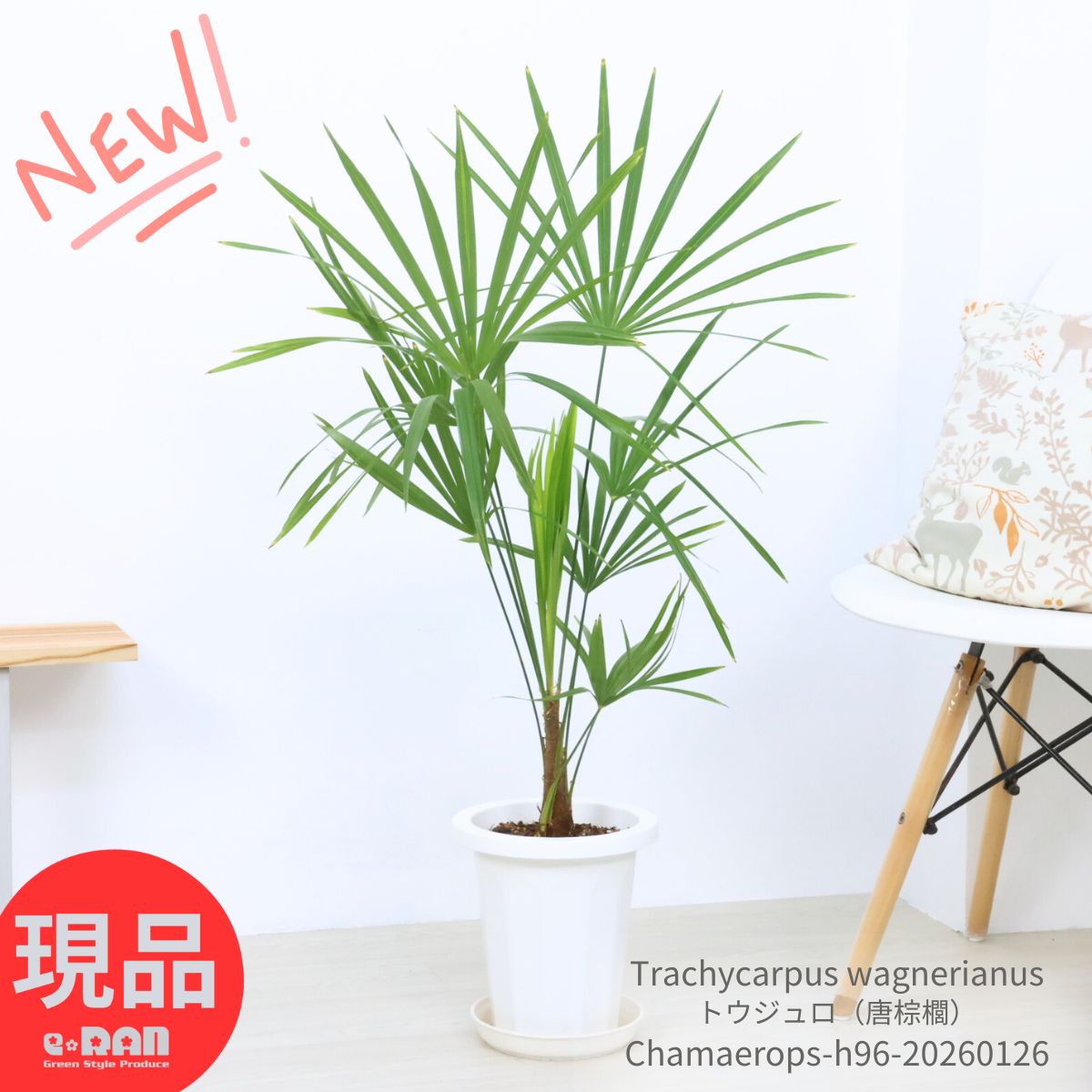 楽天市場】チャメロプス（フミリス・ボルケーノ） 10号 プラスチック鉢