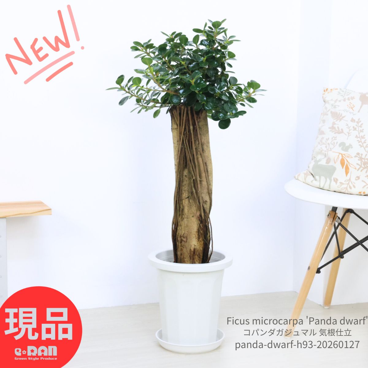 楽天市場】＼ポイント5倍／観葉植物 希少種 コパンダガジュマル 高さ約