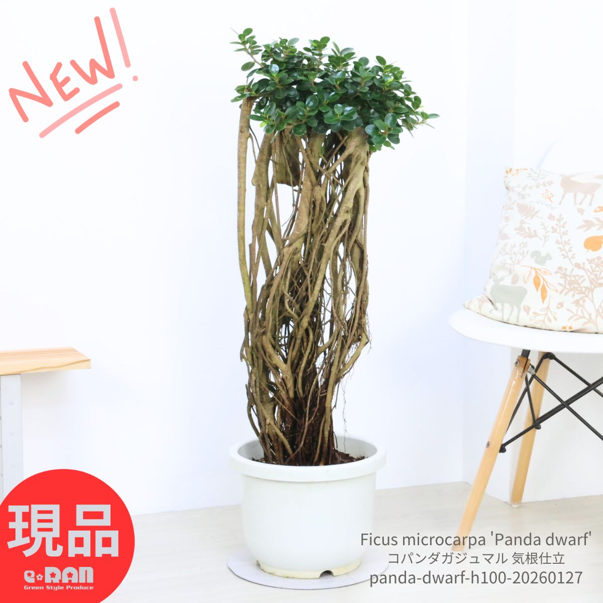 楽天市場】＼ポイント5倍／観葉植物 希少種 コパンダガジュマル 高さ約