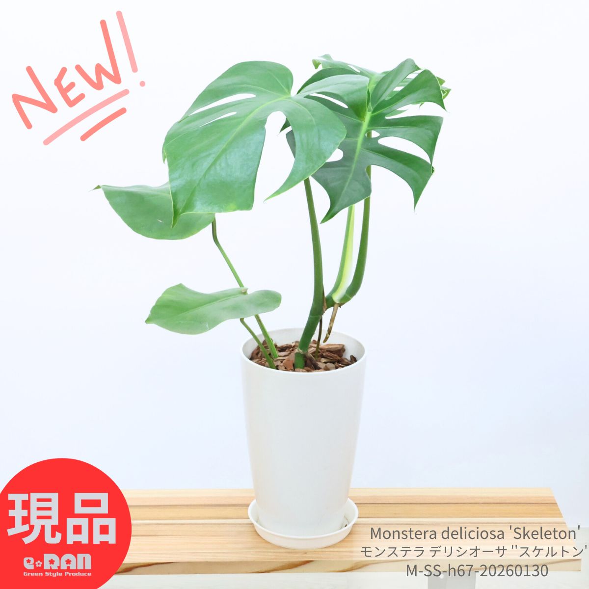 楽天市場】極上株 斑入り モンステラ デリシオーサ タイコンステ